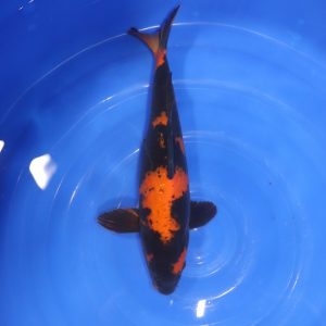Carpe Koi japonaise Hi Utsuri 38cm