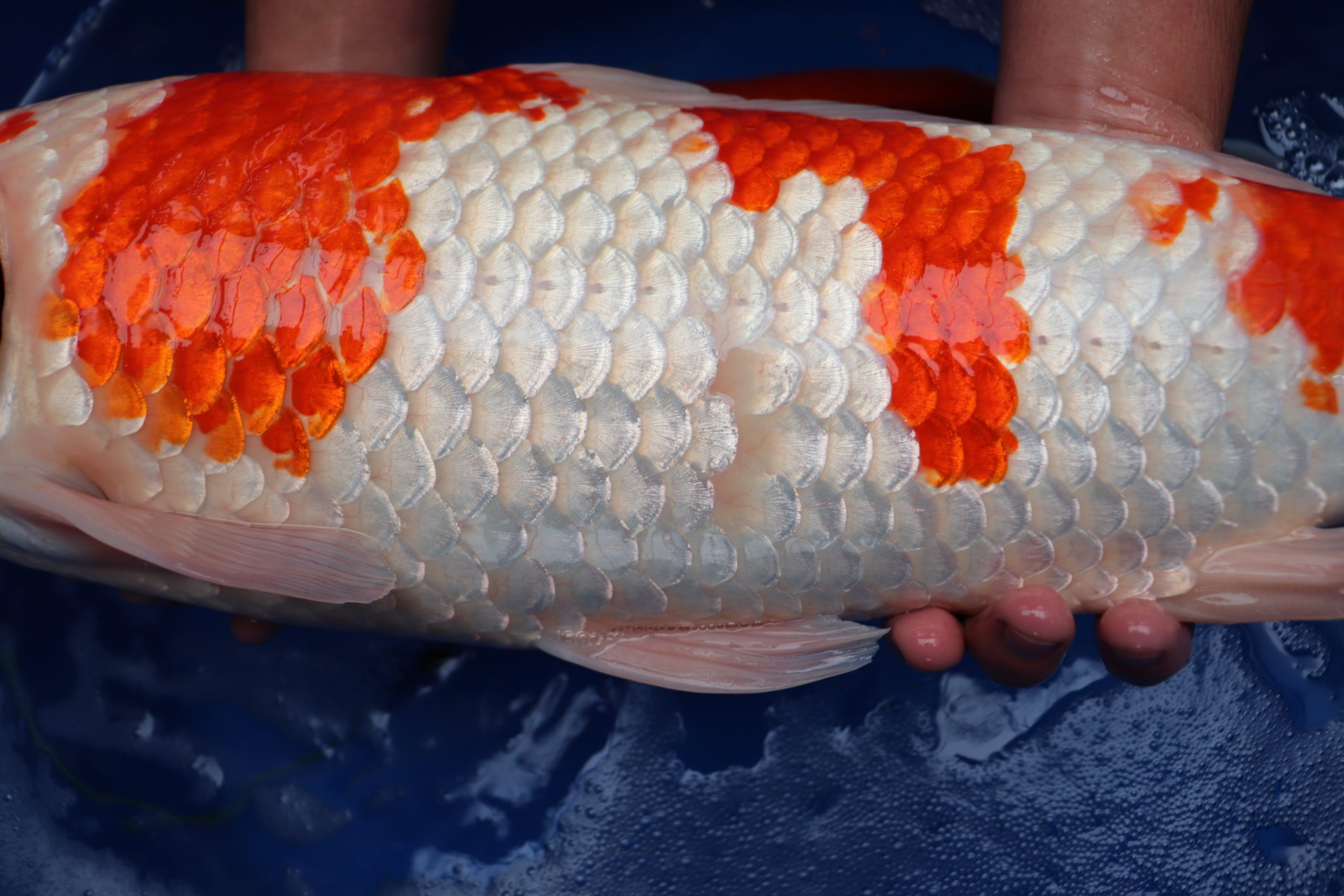 Carpe Koi japonaise Kohaku 61cm - carpe koi japonaise- Aquakoi