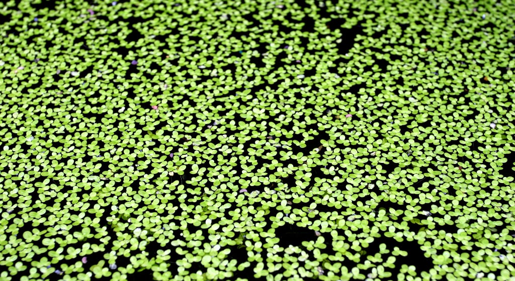 lentille d'eau 