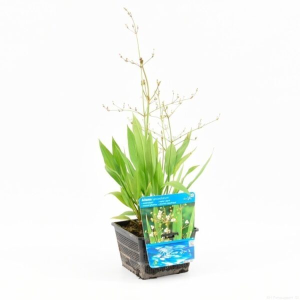 plantes aquatique lanceolata