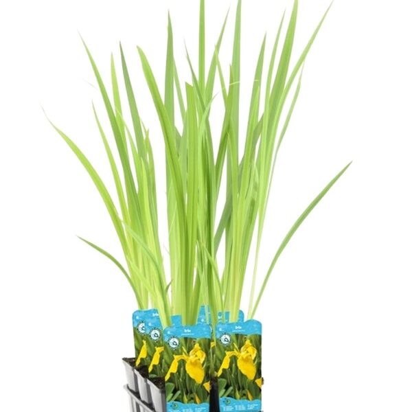 plante aquatique iris