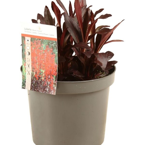 plante aquatique lobelia