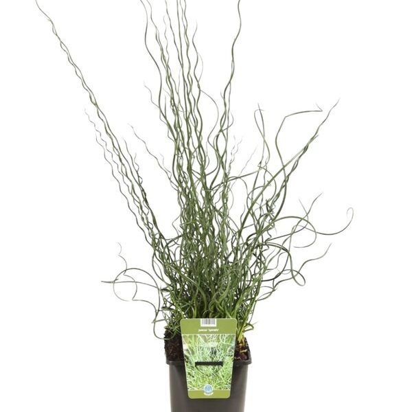 plante aquatique juncus