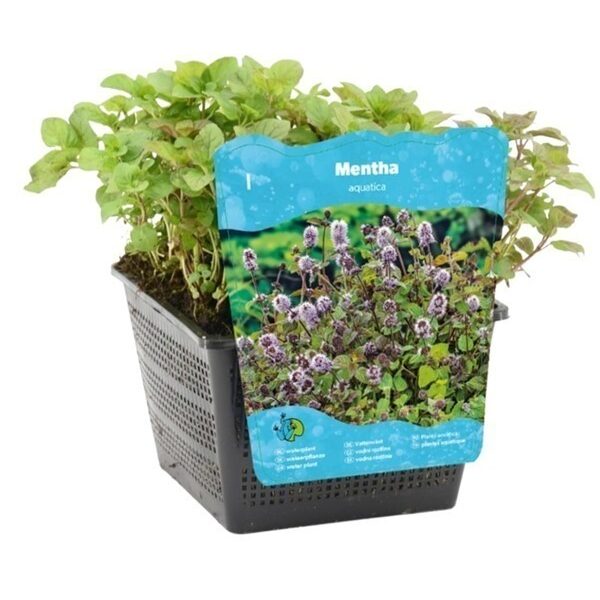 plante aquatique mentha aquatica