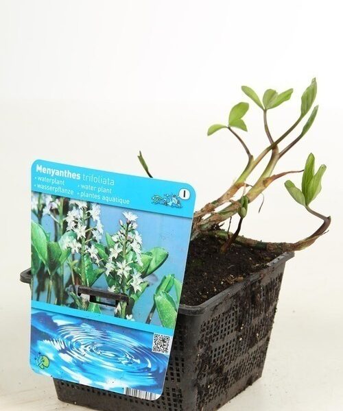 plante aquatique Menyanthes