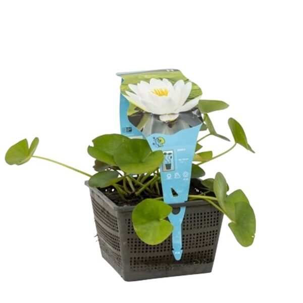 plante aquatique nymphaea