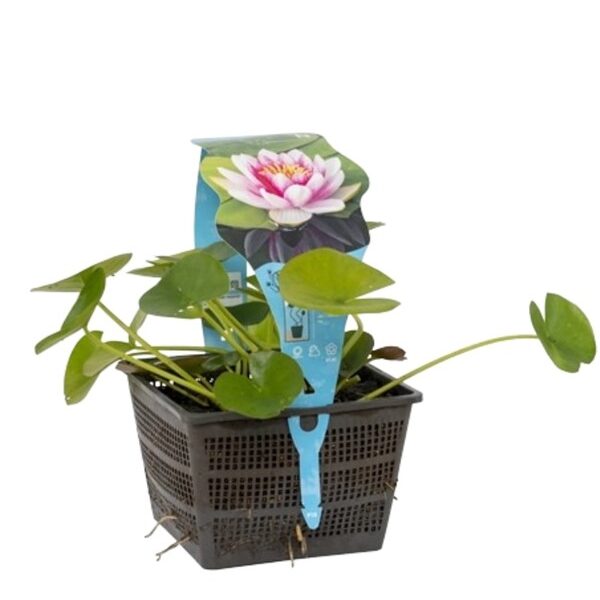 plante aquatique nymphaea alba