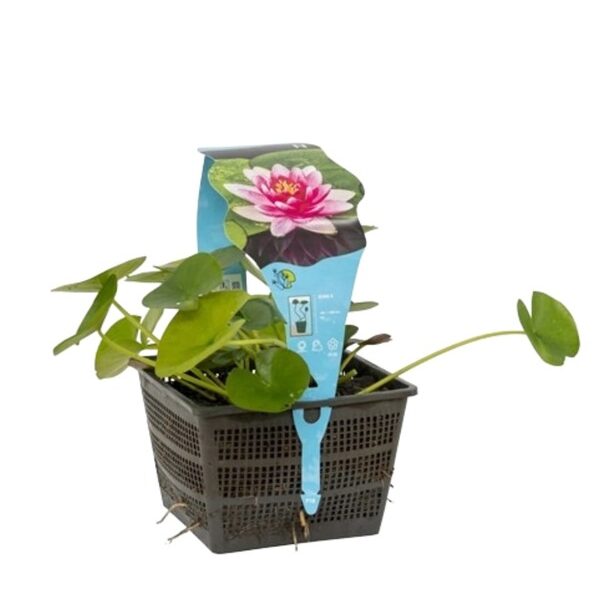 plante aquatique nymphaea