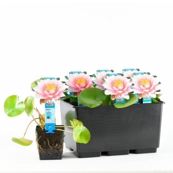 plante aquatique hollandia