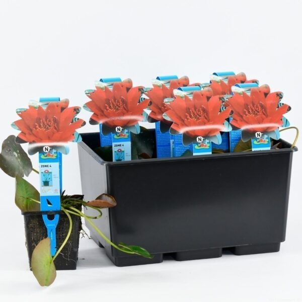 plante aquatique nymphaea