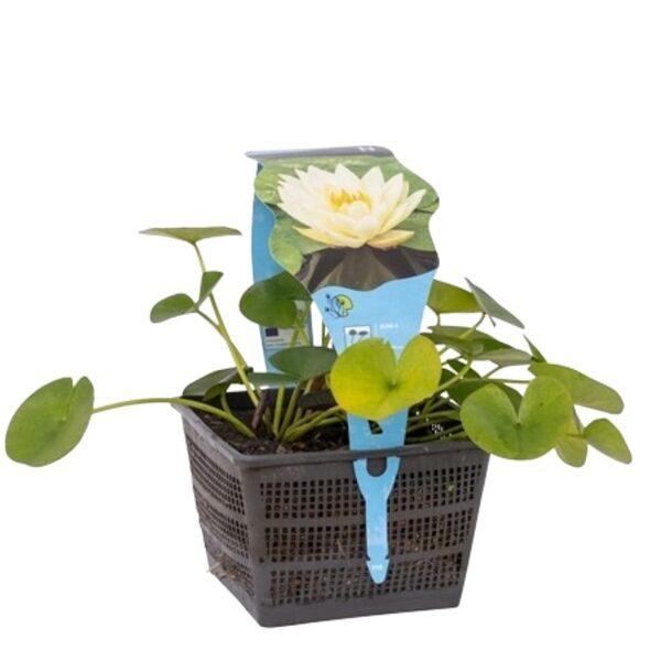 plante aquatique nymphaea