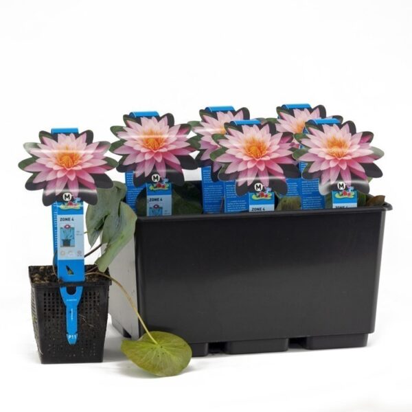 plante nymphaea