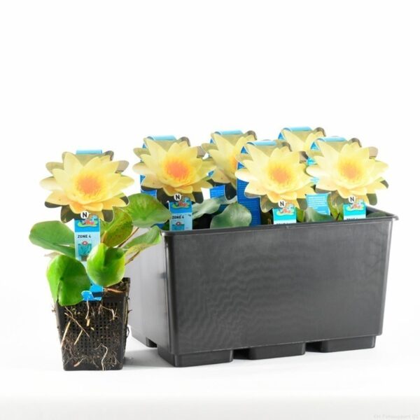 plante aquatique nymphaea
