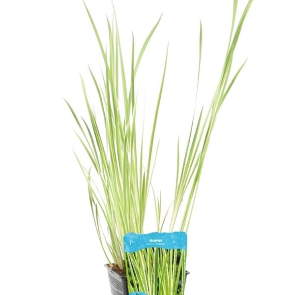 plante aquatique Acorus