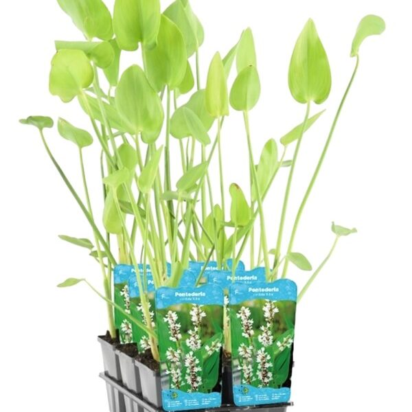 plante aquatique pontederia