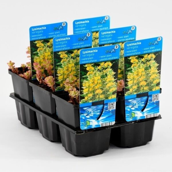 plante aquatique lysimachia