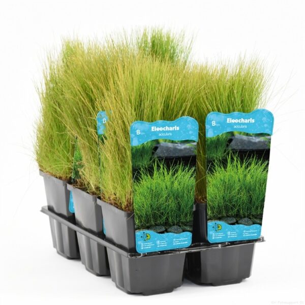 plante Eleocharis Acicularis