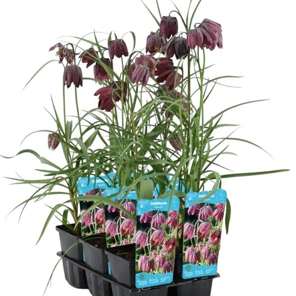 plante aquatique fritillaria