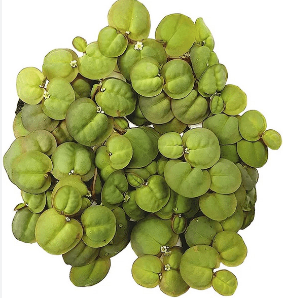 plante aquatique phillanthus