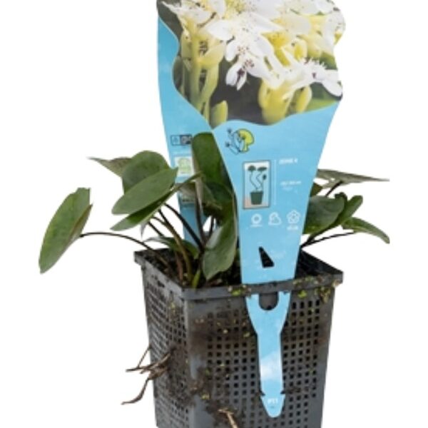 plante aquatique aponogeton
