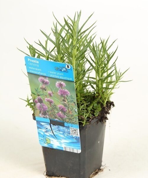 plante aquatique preslia