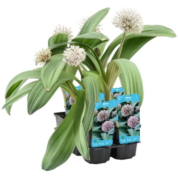 plante aquatique allium