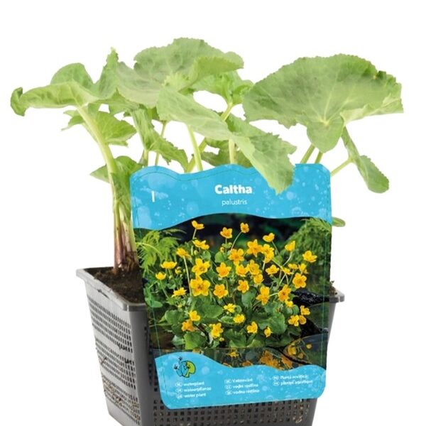 plante aquatique caltha palustris