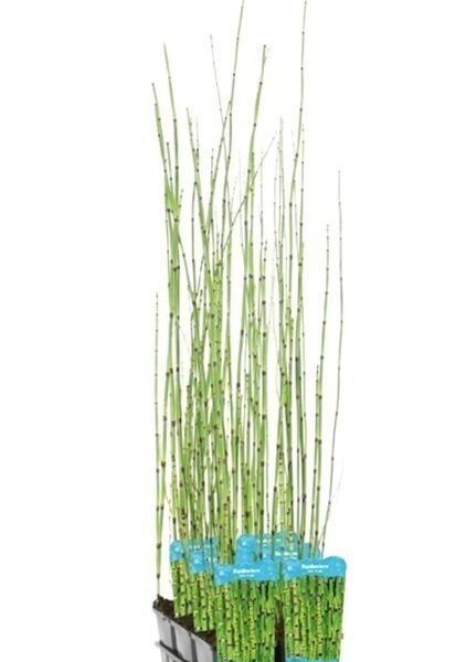 plante aquatique equisetum