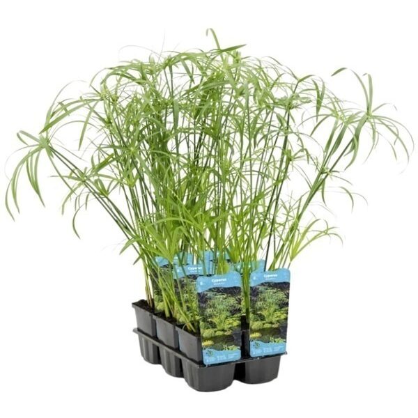 plante aquatique cyperus