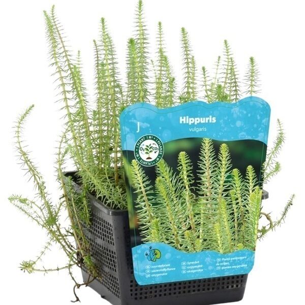 plante aquatique hippuris