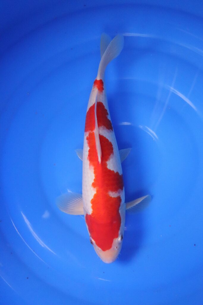 Carpe koi japonaise Kohaku