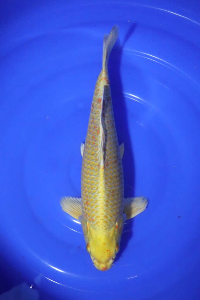 Carpe koi japonaise yamabuki ogon