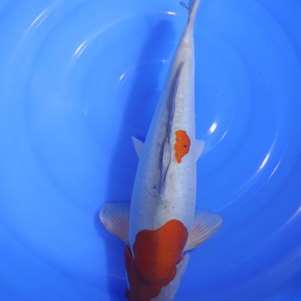 carpe koi japonaise ochiba