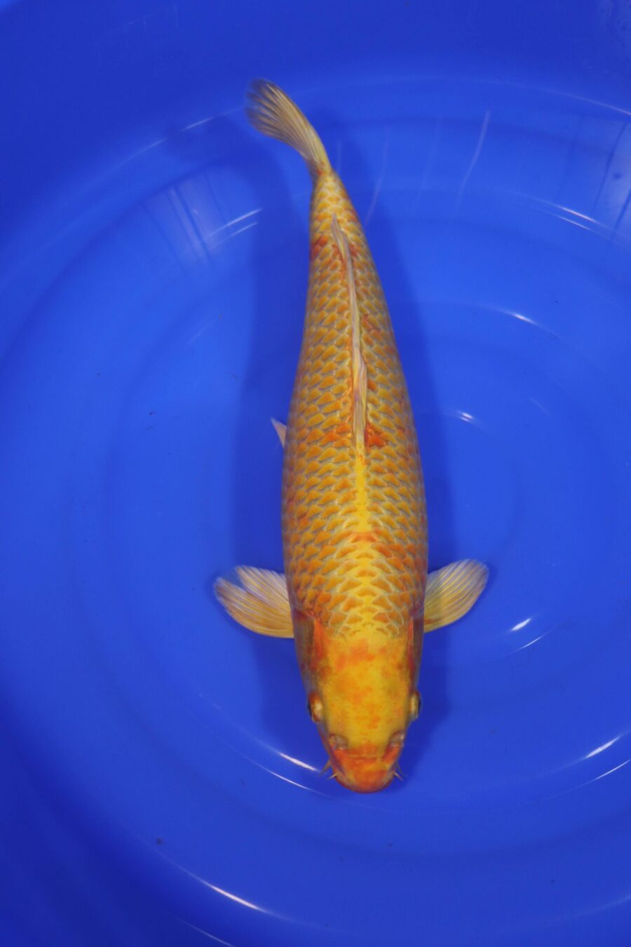 Carpe koi japonaise yamabuki ogon
