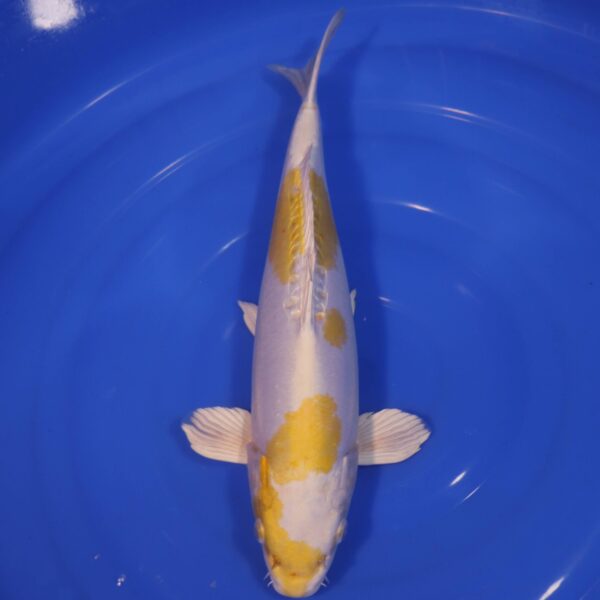 Carpe koi japonaise Lemon Hariwake