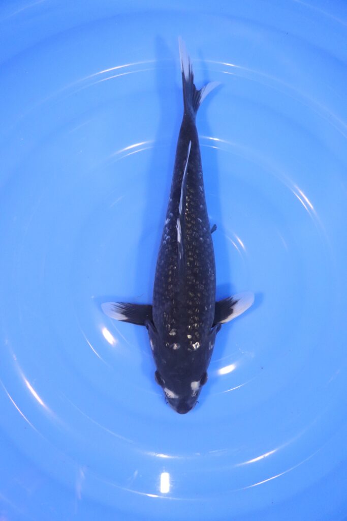 Carpe koi japonaise matsukawabake