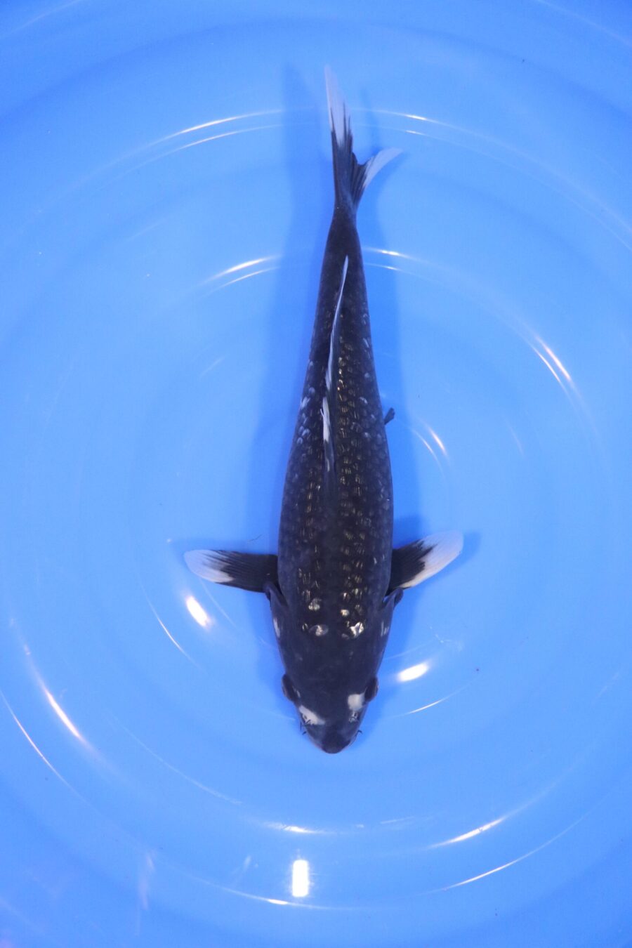 Carpe koi japonaise matsukawabake