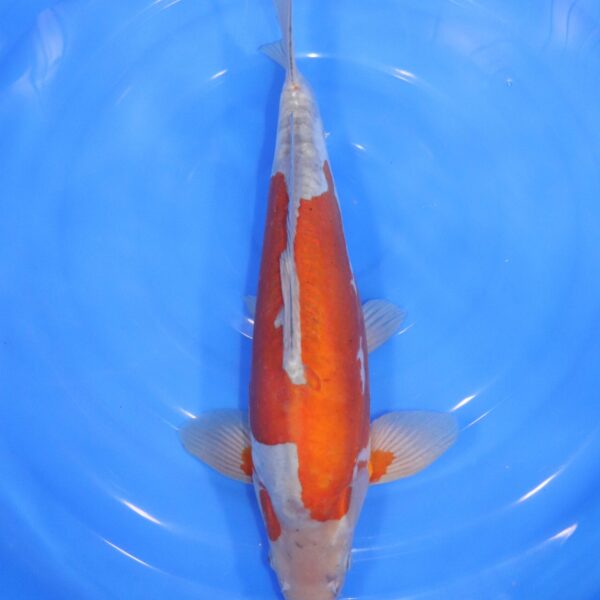 carpe koi japonaise ochiba