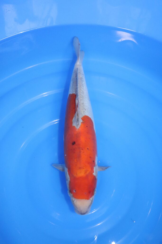 carpe koi japonaise ochiba doitsu