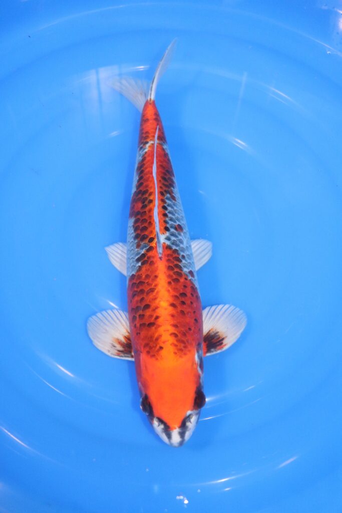 carpe koi japonaise kujaku