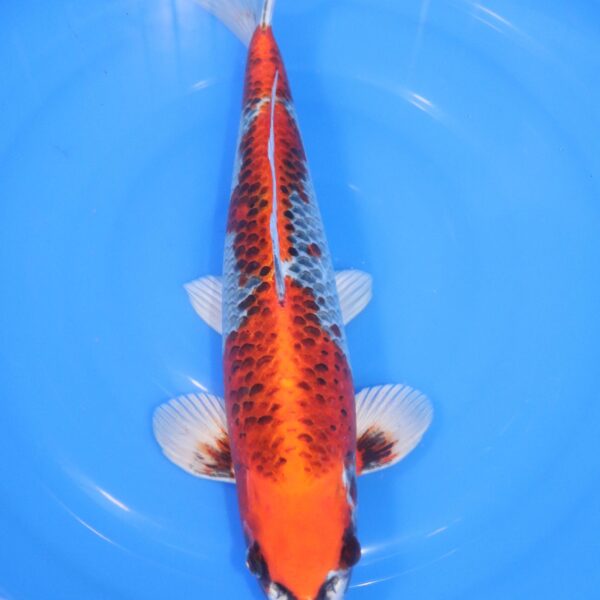 carpe koi japonaise kujaku