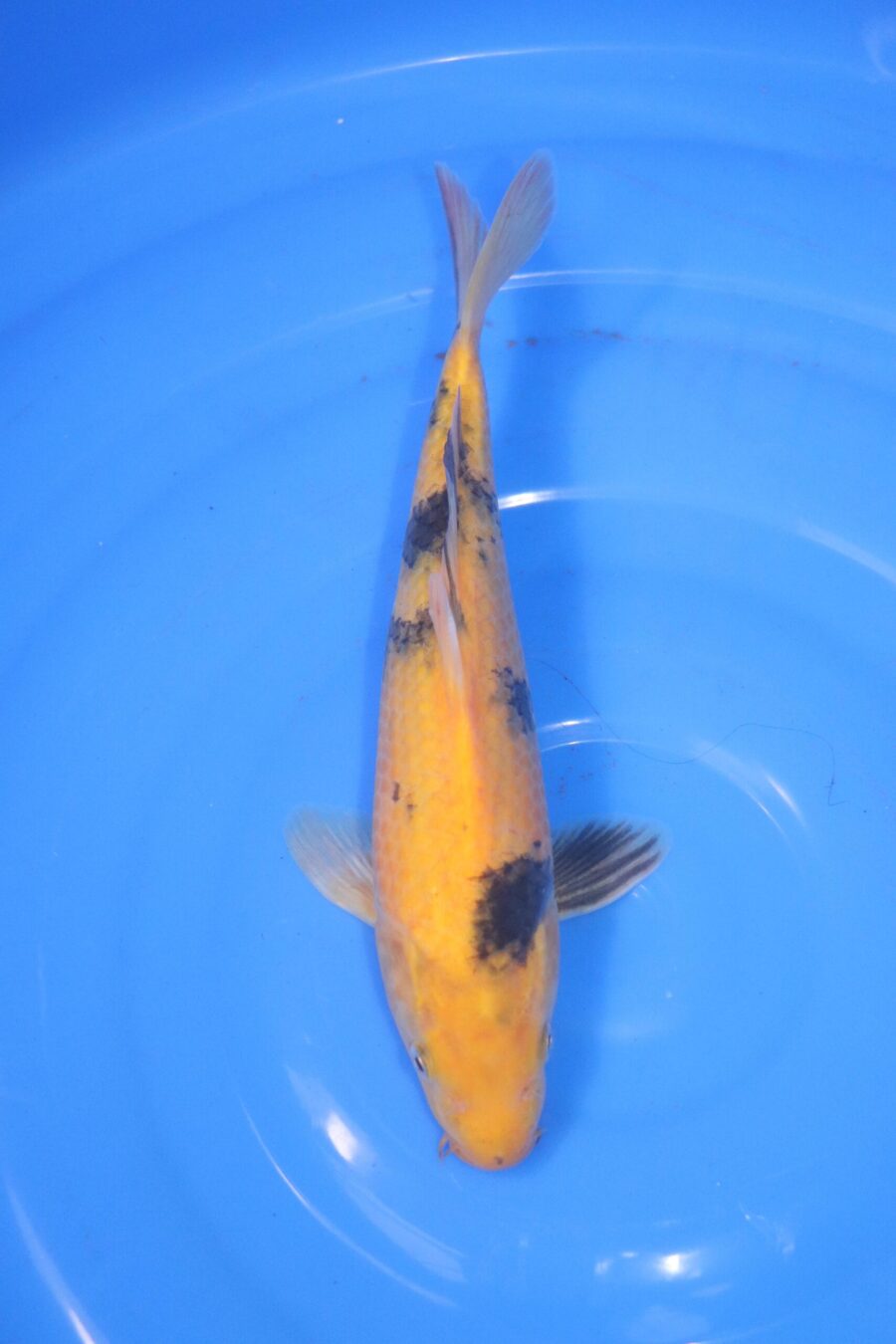 carpe koi japonaise ki utsuri