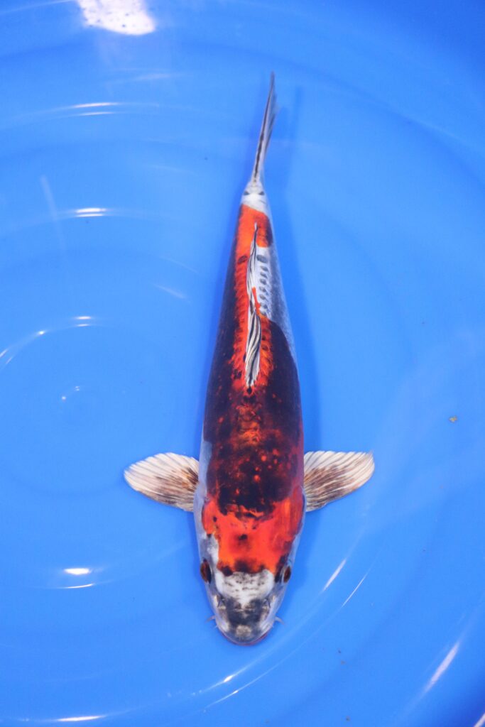 Carpe koi japonaise Beni kikokuryu