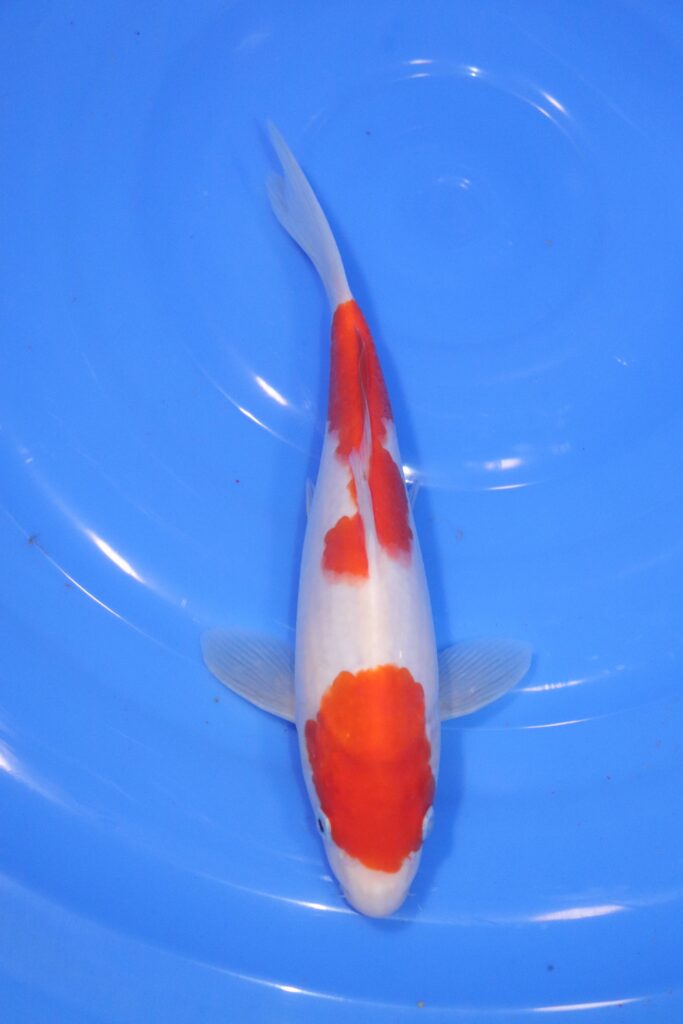 Carpe koi japonaise kohaku nidan