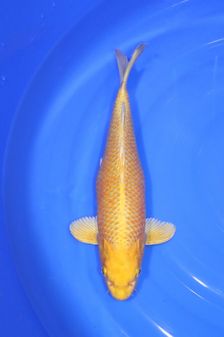 Carpe koi japonaise Yamabuki ogon
