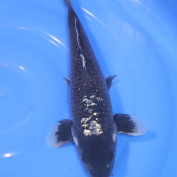 Carpe koi japonaise matsukawabake