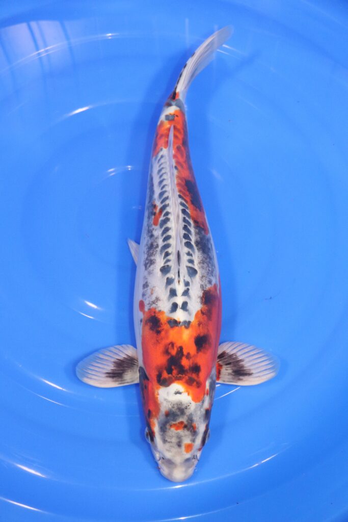 Carpe koi japonaise Beni kikokuryu