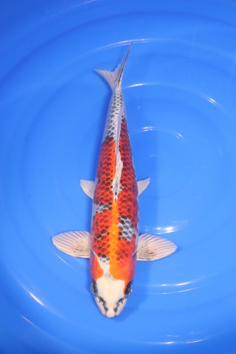 Carpe koi japonaise Kujaku