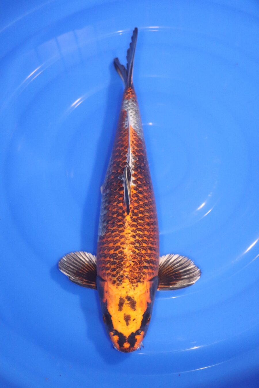 Carpe koi japonaise Kujaku
