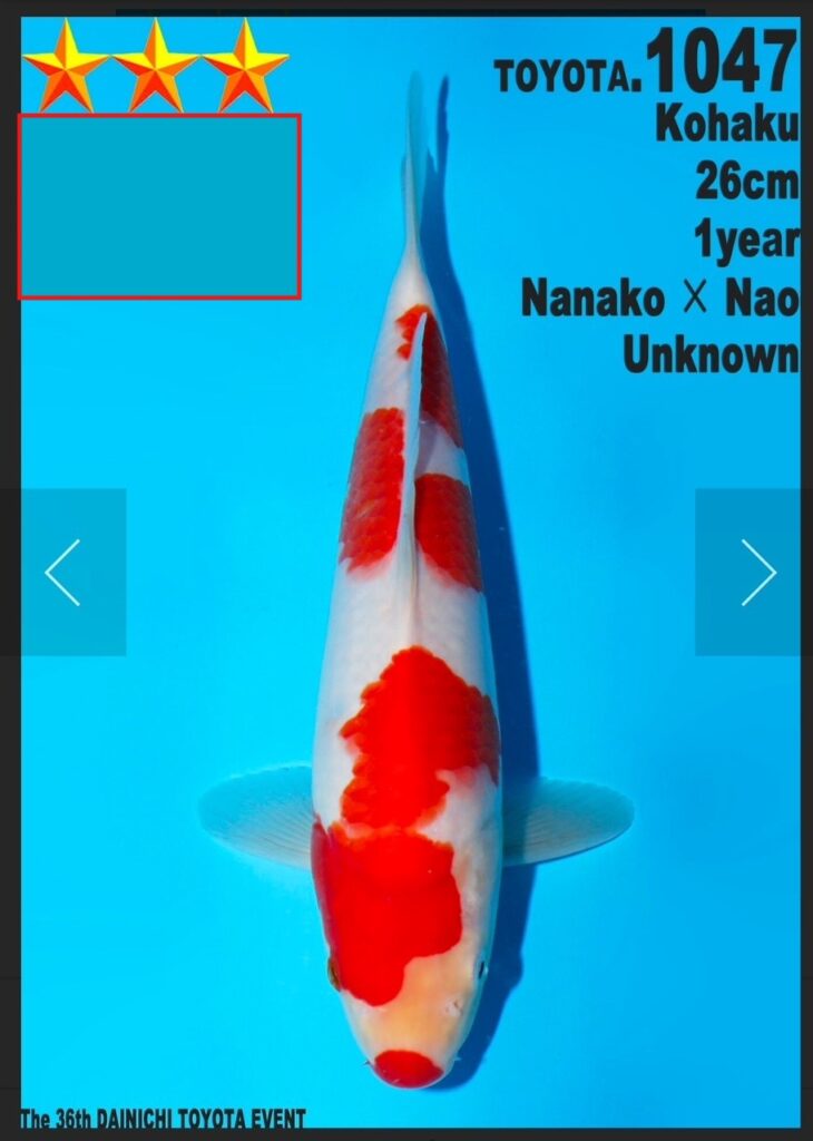 kohaku jumbo tosai